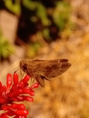 Cymaenes odilia