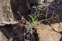 Lomatium marginatum purpureum