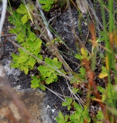 Osmitopsis dentata