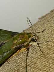 Xylophanes chiron nechus