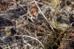 Lomatium marginatum purpureum