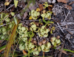 Osmitopsis dentata