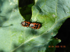 Eurydema spectabilis