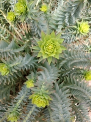 Myrsiniteae