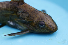 Synodontis afrofischeri