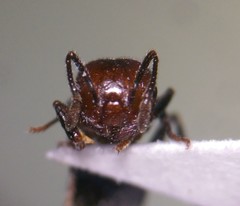 Crematogaster pilosa