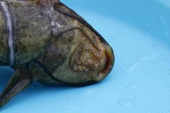 Synodontis afrofischeri