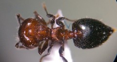 Crematogaster pilosa