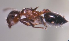 Crematogaster pilosa