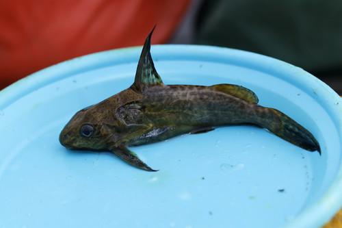 Fischer's victoria squeaker (Synodontis afrofischeri) — Mochokidae