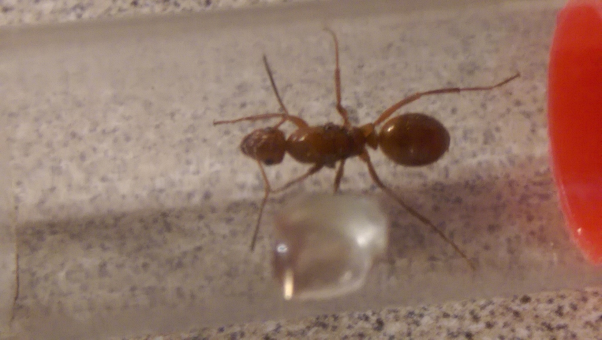 Formica biophilica