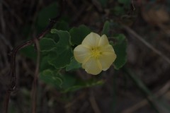 Abutilon sonneratianum