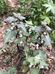 Lamium moschatum