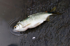 Brycinus