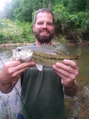 Micropterus henshalli