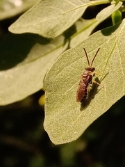 Pseudagapostemon
