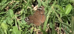 Junonia natalica