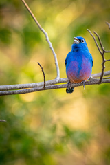 Passerina rositae