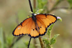 Danaus chrysippus dorippus