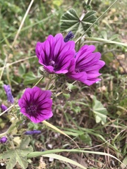 Malva sylvestris