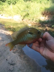Lepomis auritus