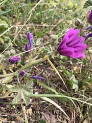 Malva sylvestris