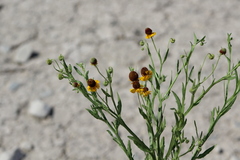 Helenium amphibolum
