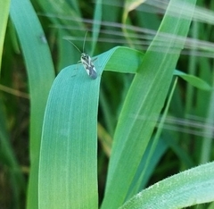 Reuterista instabilis