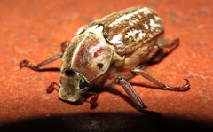 Anoxia orientalis