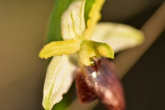 Ophrys exaltata arachnitiformis