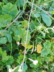 Reuterista instabilis