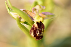 Ophrys exaltata arachnitiformis