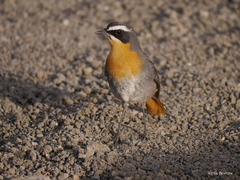 Cossypha caffra iolaema