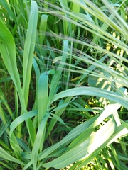 Reuterista instabilis