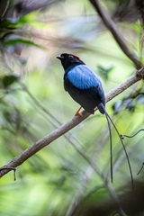 Long-Tailed Manakin photo 3