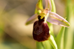Ophrys exaltata arachnitiformis