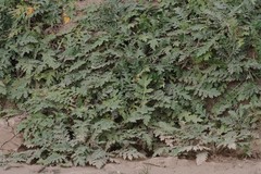 Platycarpha glomerata