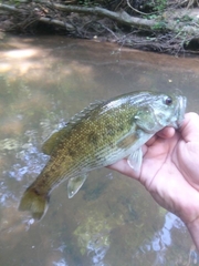 Micropterus tallapoosae