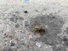 Polistes dominula