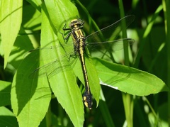 Gomphurus ventricosus