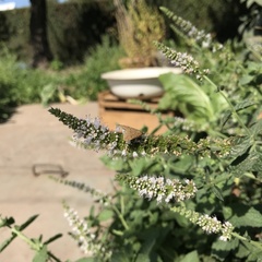 Lepidoptera