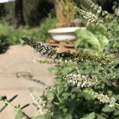 Lepidoptera
