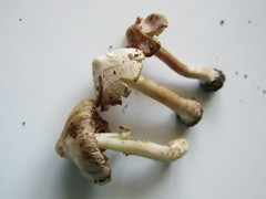 Inocybe umbratica