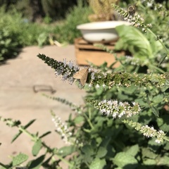 Lepidoptera
