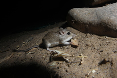 Chaetodipus baileyi