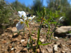 Moraea fergusoniae