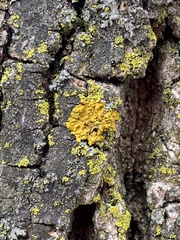 Xanthomendoza fallax