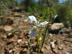Moraea fergusoniae