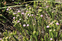 Phylica gnidioides