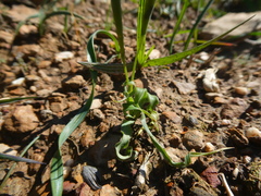 Moraea fergusoniae